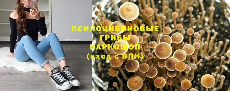 Псилоцибиновые грибы Psilocybe  Волоколамск 